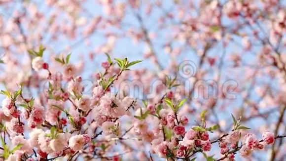 樱花树的春天背景视频的预览图