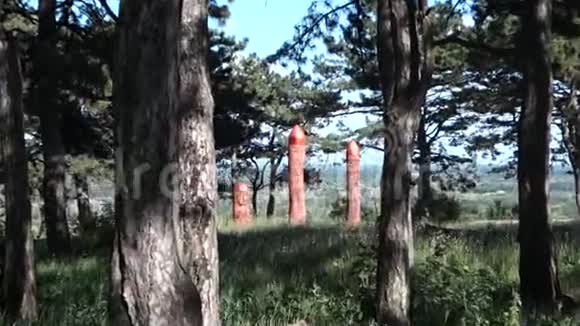 真正的异教祭坛在森林中与偶像在夏天的光视频的预览图