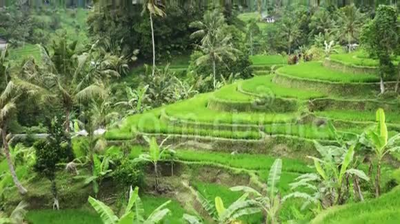 印度尼西亚巴厘岛Jatiluwih山地和农民住房的水稻梯田景观视频的预览图