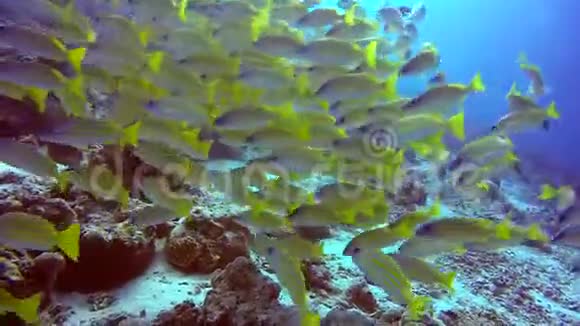 水下清澈海底背景的条纹黄鱼群视频的预览图