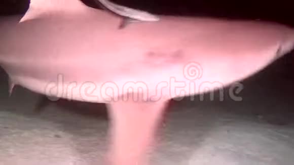 在马尔代夫干净的海底水下海洋上寻找食物的鲨鱼视频的预览图