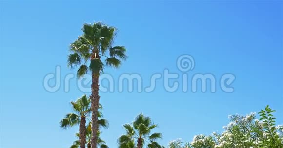 蓝天上绿棕榈树视频的预览图