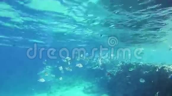 美丽的五颜六色的热带鱼类在充满活力的珊瑚礁水下在红海视频的预览图