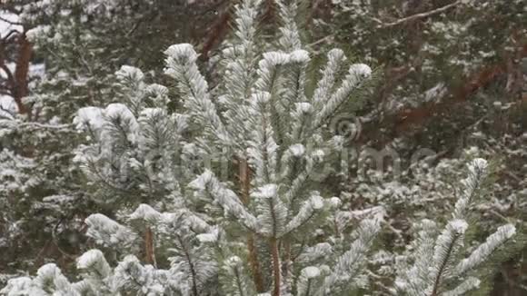白雪皑皑的冬林圣诞节视频的预览图