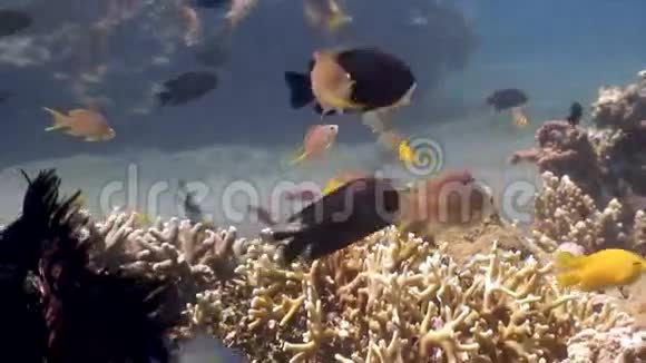 菲律宾野生动物海洋中五颜六色的鱼学校视频的预览图