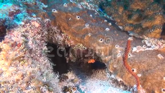 马尔代夫水下清澈海底独特的美丽背景视频的预览图