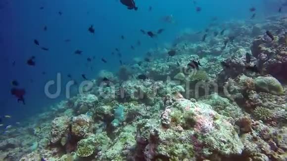 马尔代夫海底清澈海底背景鱼学视频的预览图
