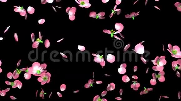 黑色背景的樱花视频的预览图