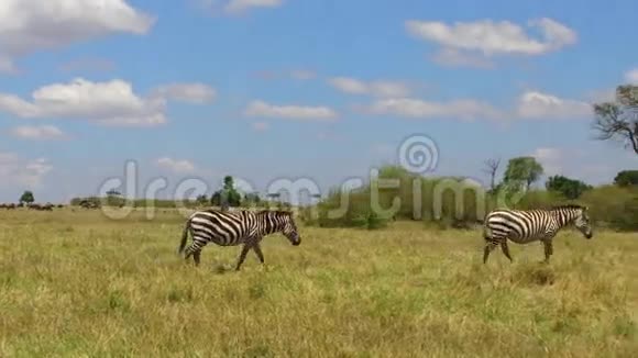 非洲热带草原上放牧的斑马视频的预览图