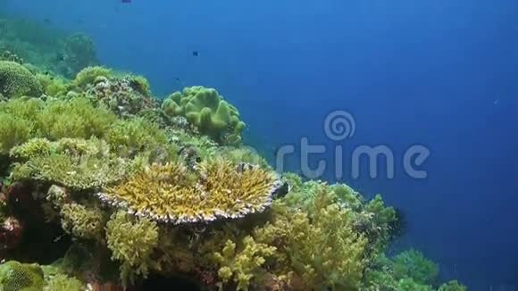 五颜六色的珊瑚礁有许多鱼视频的预览图
