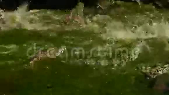 鳄鱼在一个天然公园的河流里打架视频的预览图