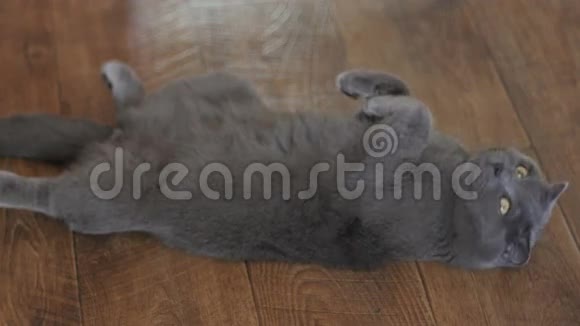 英国短毛灰猫视频的预览图