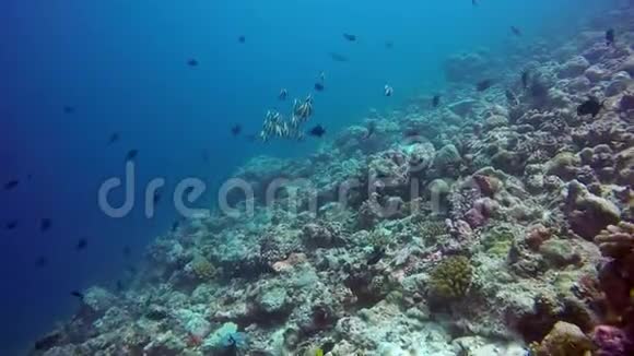 马尔代夫海底清澈海底背景鱼学视频的预览图
