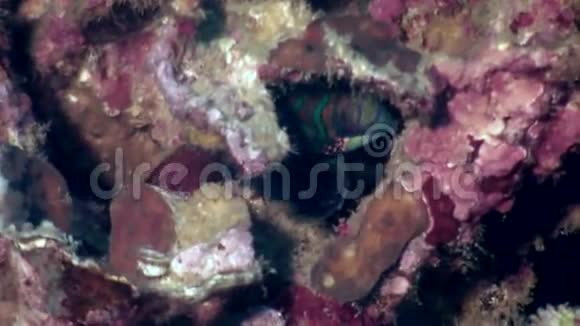 美丽的五颜六色的鱼在海底的珊瑚中寻找海洋中的食物视频的预览图