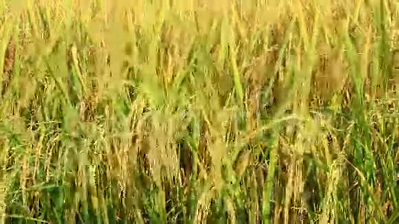 金色稻田视频的预览图