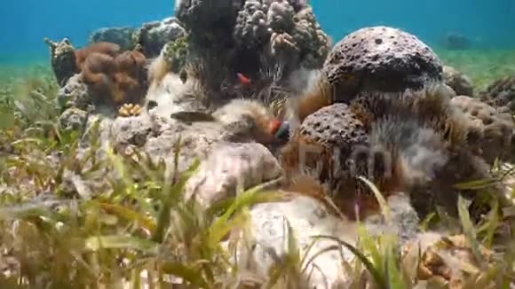 海葵中的海葵视频的预览图