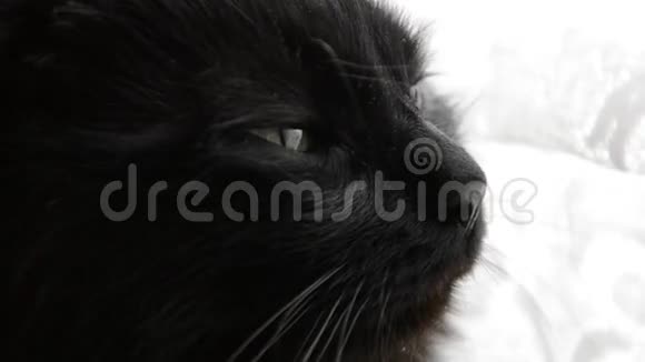 浓密长发的肖像黑色的香蒂里蒂芙尼猫用漂亮的绿色大眼睛闭上胖猫的头视频的预览图