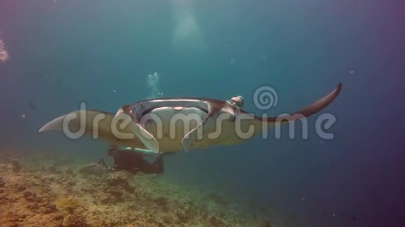 曼塔雷在马尔代夫海洋中放松和潜水视频的预览图