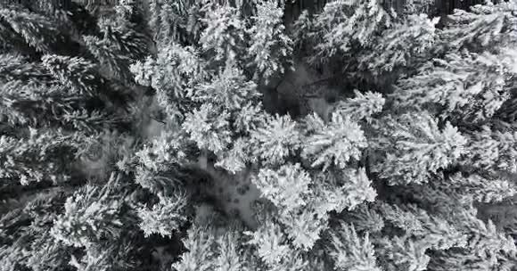 冬天的松林在山上下雪空中景观视频的预览图