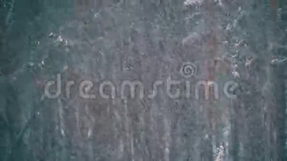 冬季松林降雪伴有雪花的圣诞树慢动作视频的预览图