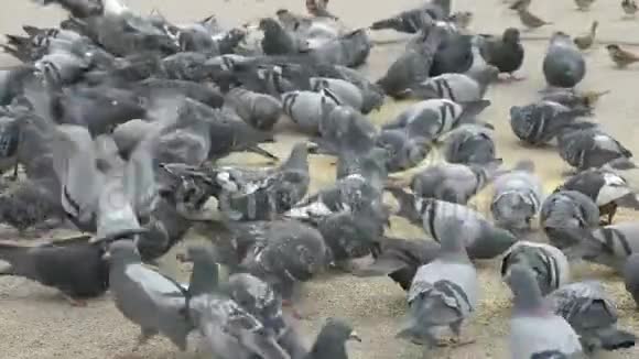 一群在街上吃柳枝草的鸽子视频的预览图