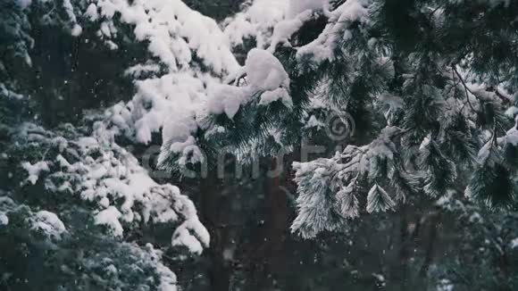 雪落在冬季松林与雪的圣诞树慢动作视频的预览图