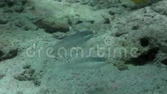 菲律宾野生动物海洋中的水下鱼类视频的预览图