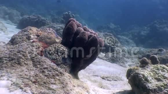 菲律宾野生动物海洋水下沙底珊瑚视频的预览图