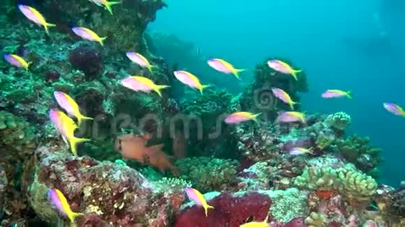 马尔代夫水下清澈海底条纹黄鱼群视频的预览图