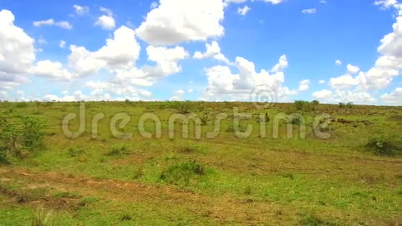 非洲热带稀树草原食草动物群视频的预览图