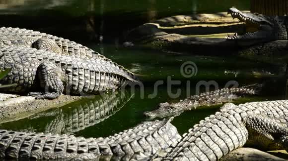 鳄鱼在天然公园或动物园里满是鳄鱼的河里游泳视频的预览图