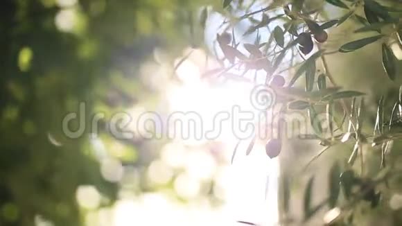 带水果的橄榄枝黑山的橄榄林和花园视频的预览图