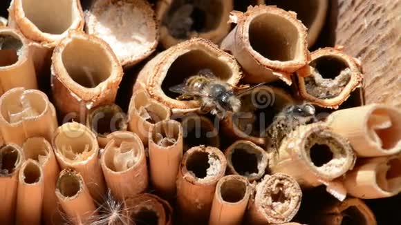 雄性野生蜜蜂在春季在昆虫庇护所飞行寻找雌蜂视频的预览图