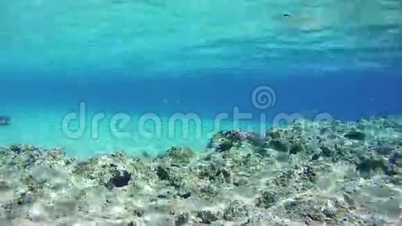 红海底珊瑚礁上五颜六色的热带鱼视频的预览图