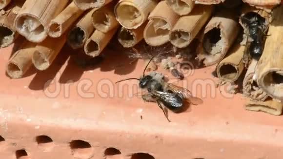 雄性野生蜜蜂在春季在昆虫庇护所飞行寻找雌蜂视频的预览图