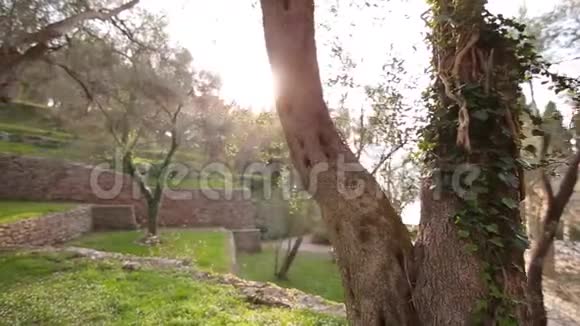 橄榄树树干的特写橄榄园和花园视频的预览图