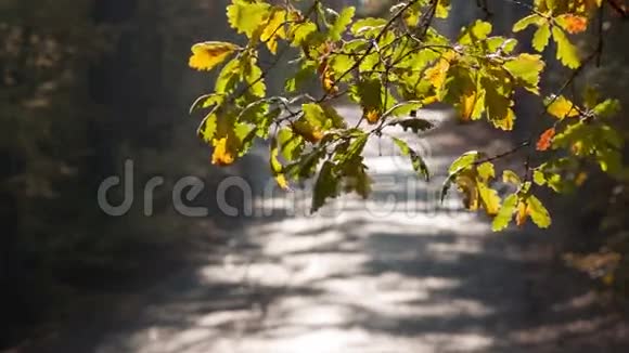 初秋穿过森林的路视频的预览图