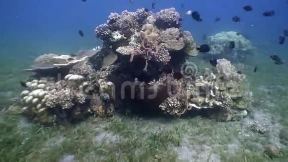 菲律宾海洋珊瑚背景下的彩色鱼学校视频的预览图