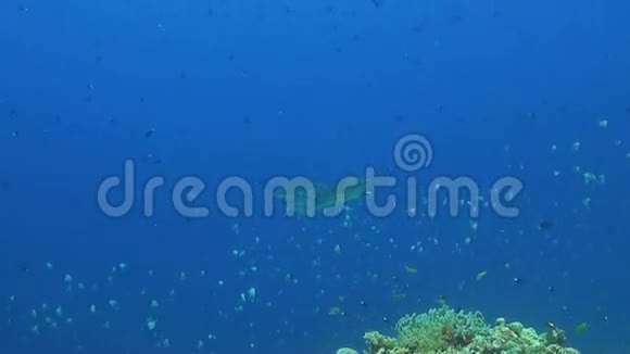 珊瑚礁上的大眼睛特雷瓦利视频的预览图
