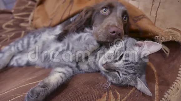 猫和狗在室内一起睡觉的有趣视频友谊猫狗视频的预览图