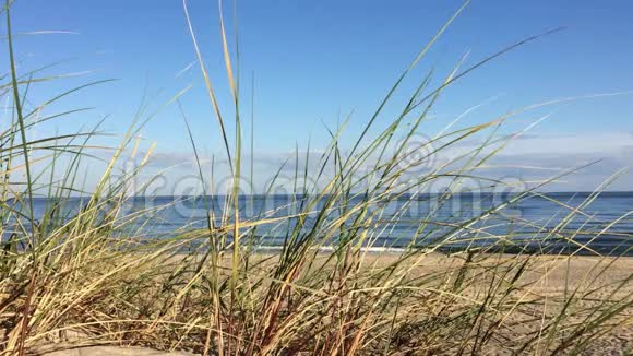波罗的海的海滩草视频的预览图