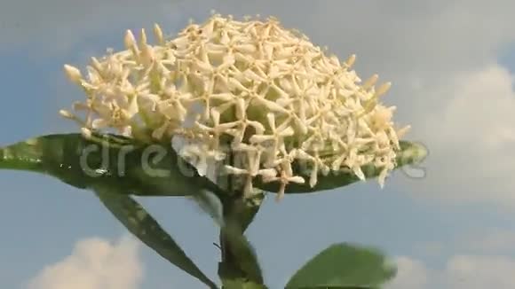 天空中的白色花朵视频的预览图