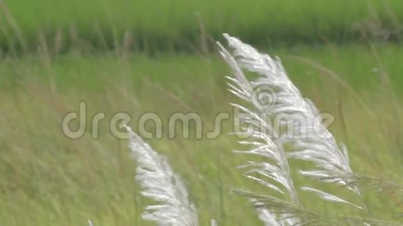 印度西孟加拉邦加尔各答的甘草糖精视频的预览图