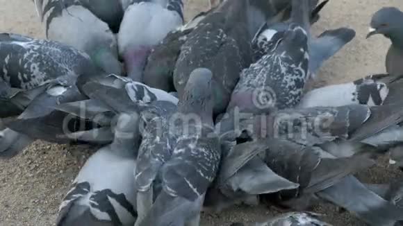 在城市公园吃谷子的一群鸽子视频的预览图