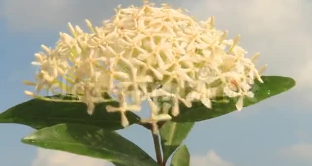 天空中的白色花朵视频的预览图