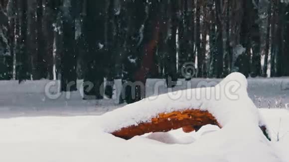 雪和松林圣诞节背景视频的预览图