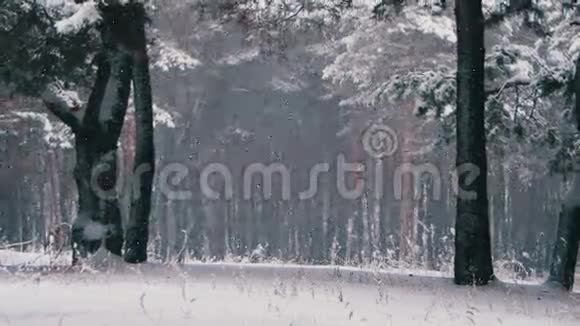 雪落在冬天的松林和雪的圣诞树视频的预览图