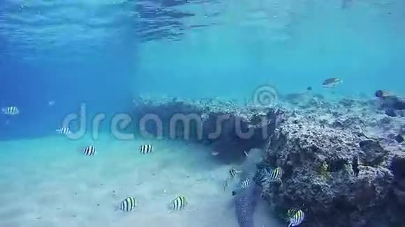 红海珊瑚礁上五颜六色的热带鱼埃及视频的预览图