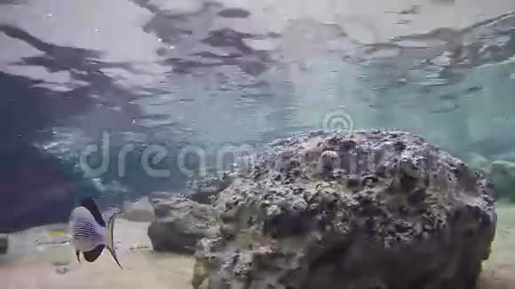 红海珊瑚礁上五颜六色的热带鱼埃及视频的预览图