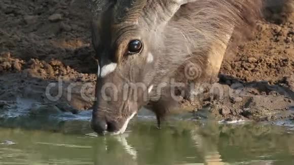 尼亚拉羚羊在喝酒视频的预览图